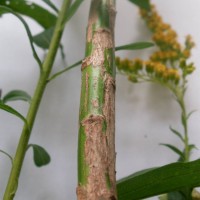 Canadian Goldenrod